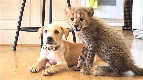 Zoos Are Pairing Nervous Cheetahs With Support Dogs And Its Adorable