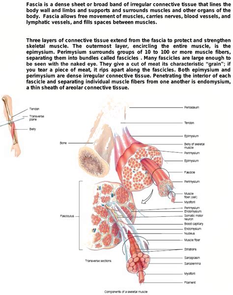 what is the difference between endomysium ,perimysium ,epimysium fascia