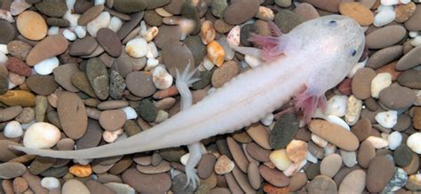 Axolotl (Ambystoma mexicanum) | about animals