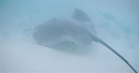 Arraia Peixe Embaixo Da Agua Dentro Oceano S Franc S Polin Sia Ou