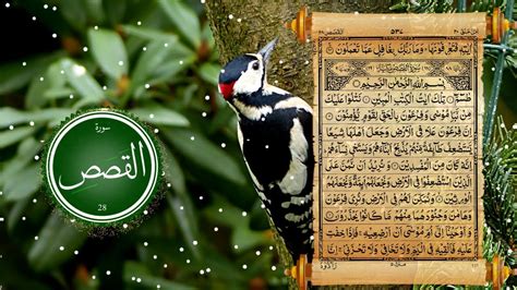 Surah Al Qasas With Beautiful Background Quran Pak Chapter 28 YouTube