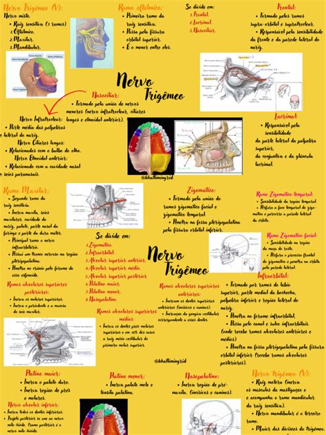 Nervo Trigêmeo Descargar Gratis Pdf Anatomia Humana Cabeça E