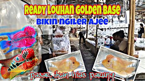 Golden Base Ready Cek Harga Ikan Louhan Terbaru Pasar Ikan Hias