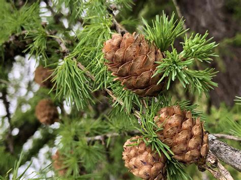 13 Common North American Pine Species