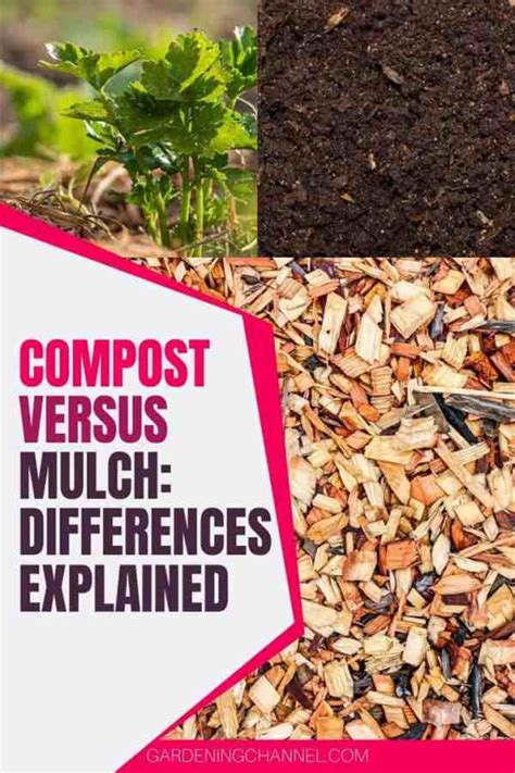 Compost Vs Mulch Whats The Difference Gardening Channel