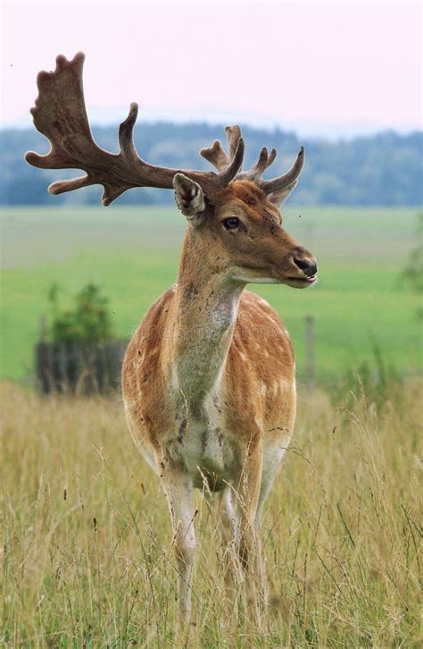 Fallow Deer Stock Image Image Of Hunt Animals Hayfield 11021105