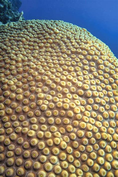 Brain Coral Coral Reef Isla De La Juventud Cuba Stock Photo Image