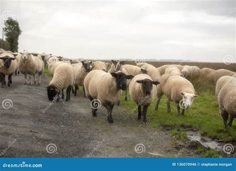 Flock Of Sheep Walking Along A Country Road Stock Photo Image Of