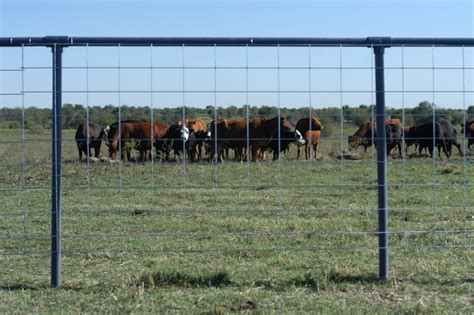 Steel Cattle Panels