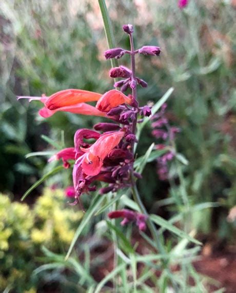 Licorice Mint Hyssop A Tree Garden