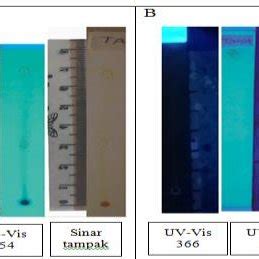 Gambar Hasil Uji Kromatografi Lapis Tipis Klt Daun Ciplukan