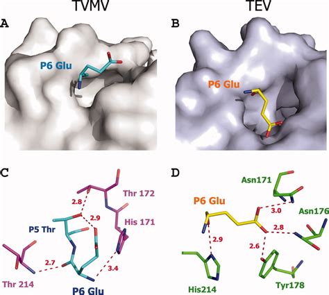 Structural Determinants Of Tobacco Vein Mottling Virus Protease