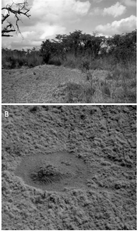 Two photos of termite mounds, a termite mound with 'grazing lawn' area... | Download Scientific ...