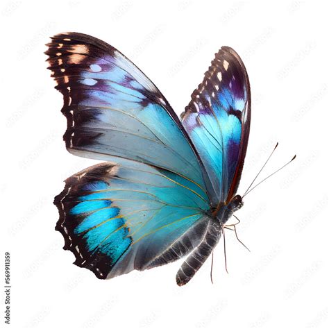 Beautiful blue butterfly in full body close-up portrait, flying with ...