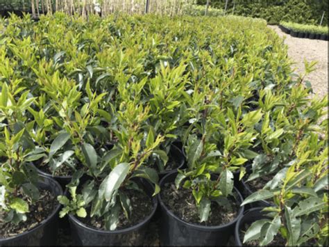 Prunus Portuguese Laurel 8 Pot Hello Hello Plants And Garden Supplies