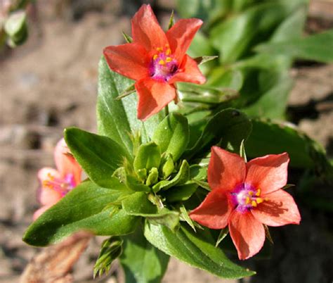 Pimpernel Blue Anagallis Monelli Seeds