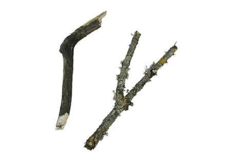 Download Twig Twigs Png Twig Royalty Free Stock Illustration Image Pixabay