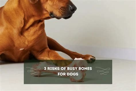 Are Busy Bones Good for Dogs: An In-Depth Look at the Benefits and ...