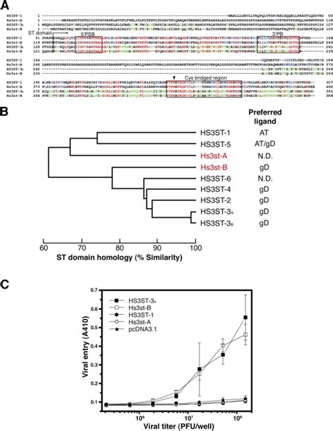 Structures And Enzymatic Activities Of Drosophila Hs3sts A