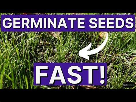 Easy Pre Germinating Grass Seed For Fast Establishment Grass Seed