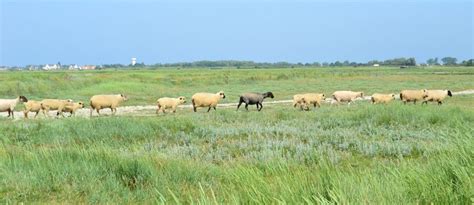 Vente Directe Agneau Pr Sal Baie De Somme Meteor