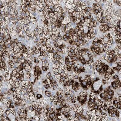 Sulfamidase SGSH Antibody NBP1 83164 Bio Techne