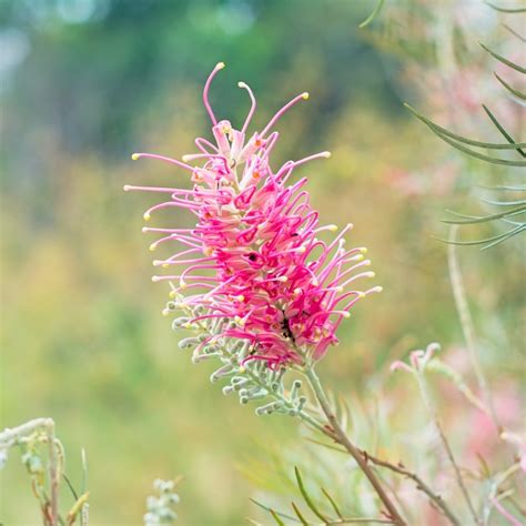 Flor Vermelha Da Planta De Grevillea Nativa Da Austr Lia Foto Premium