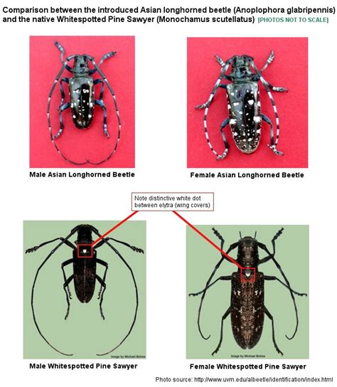 Reporting Asian Longhorned Beetle Vermont Invasives