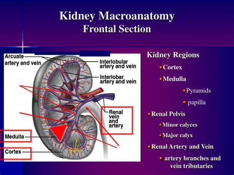 Ppt Overview Of The Urogenital System Urinary Division Powerpoint