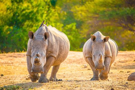 Download Animal Rhino 4k Ultra Hd Wallpaper