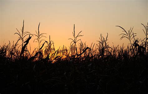 Corn Field Silhouette Stock Photos, Pictures & Royalty-Free Images - iStock