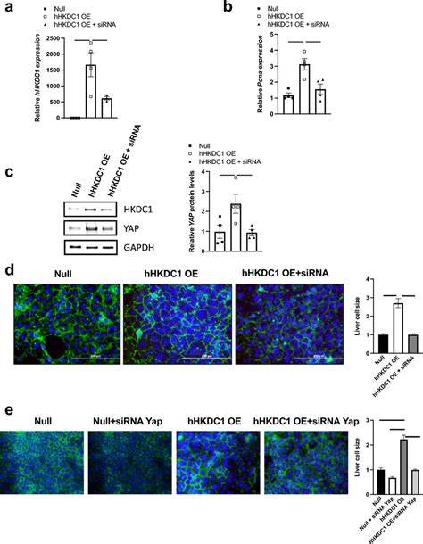 Up Regulation Of Yap Cell Size And Proliferative Capacity Is