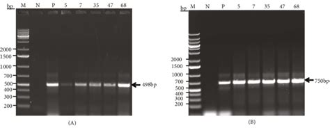 Preliminary Confirmation Of Putative Transgenic Peanut Plants By PCR