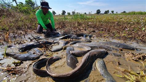 Wow Amazing Fishing A Fisherman Skill Catch A Lot Of Fish In Rice