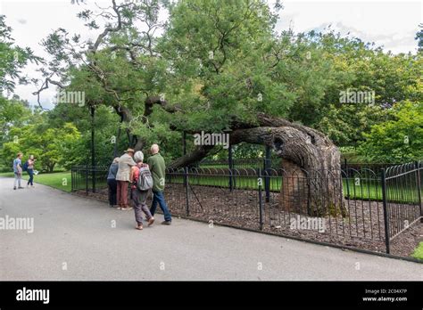 The Japanese Pagoda Tree One Of Kews Old Lions In The Royal