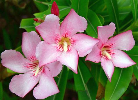 Caribbean Flowers 62 by aurora900 on DeviantArt
