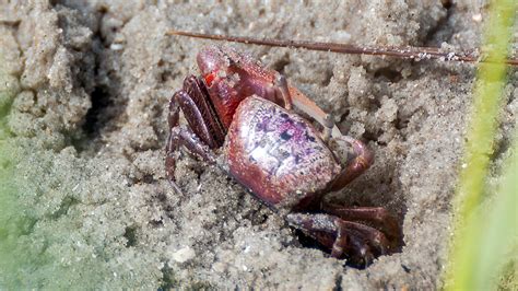 Fiddler Crab Atlantic Sand Fiddler Crab In The Swash Of Th Flickr