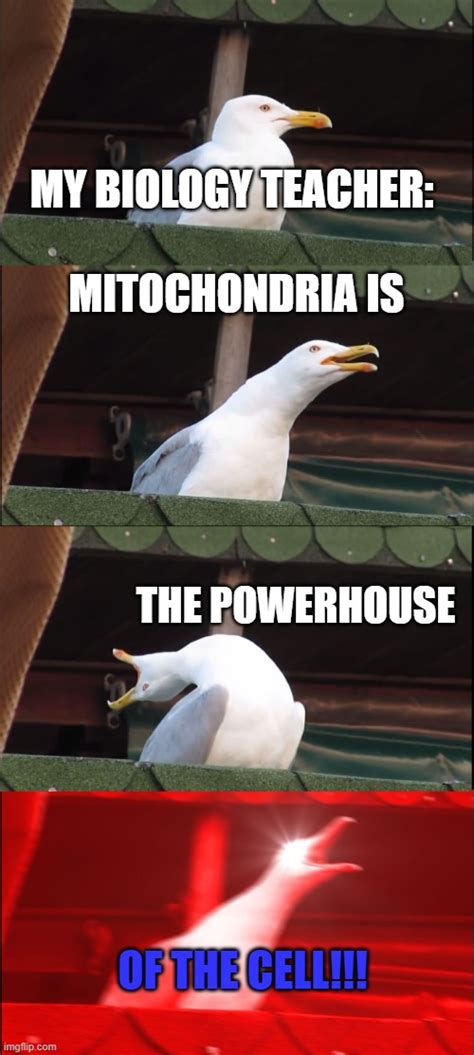 Mitochondria Is The Powerhouse Of The Cell Imgflip