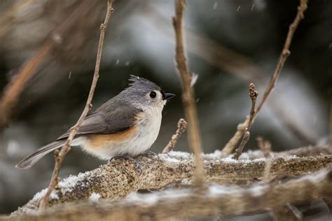 Photo Essay: Winter wildlife in the Chesapeake Bay watershed ...