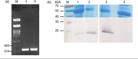 Figure From Production Of A Beet Chlorosis Virus Full Length Cdna