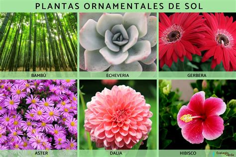 Plantas Ornamentales Qu Son Tipos Nombres Im Genes Y V Deos