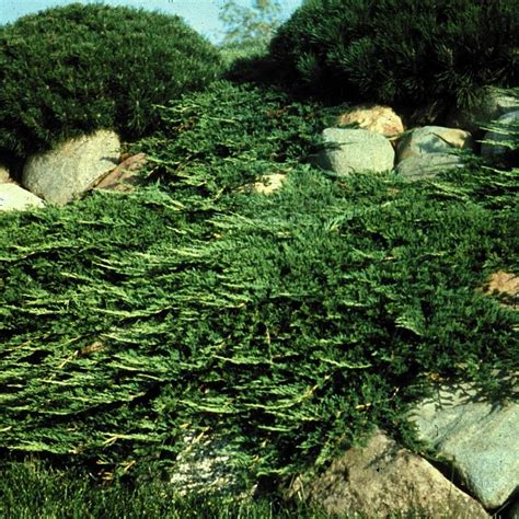 Juniperus Horizontalis Prince Of Wales From Nvk Nurseries
