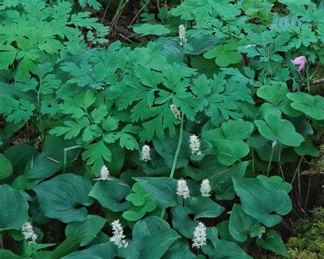 Maianthemum Dilatatum Things Of The Pacific Northwest