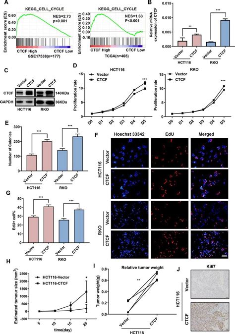 Upregulation Of Ctcf Promotes Human Crc Cells Proliferation A Gsea