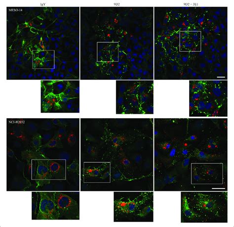 Immunofluorescence Of Cadm In Meso And Nci H Cells Cultured