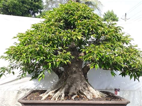 12 Jenis Tanaman Bonsai Untuk Dekorasi Rumah Terbaik