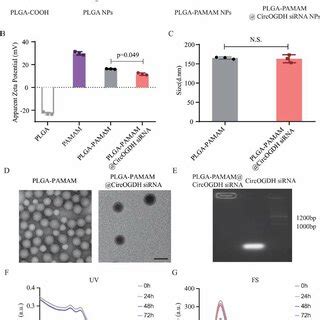 Pdf Penumbra Targeted Circogdh Sirna Loaded Nanoparticles Alleviate