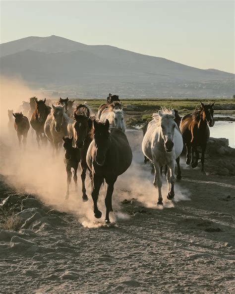 Herd of Running Horses · Free Stock Photo