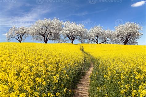 Rapeseed Field With Parhway And Alley Of Flowering Cherry Trees 734550