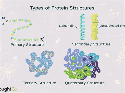 Download primary structure of protein for free - greatkda